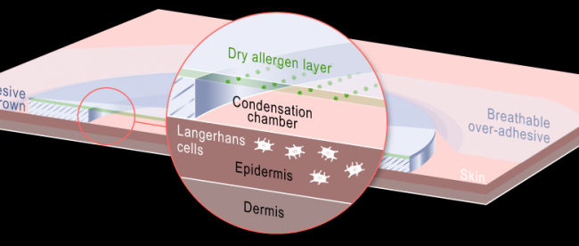 This diagram shows how the epicutaneous patch approach functions