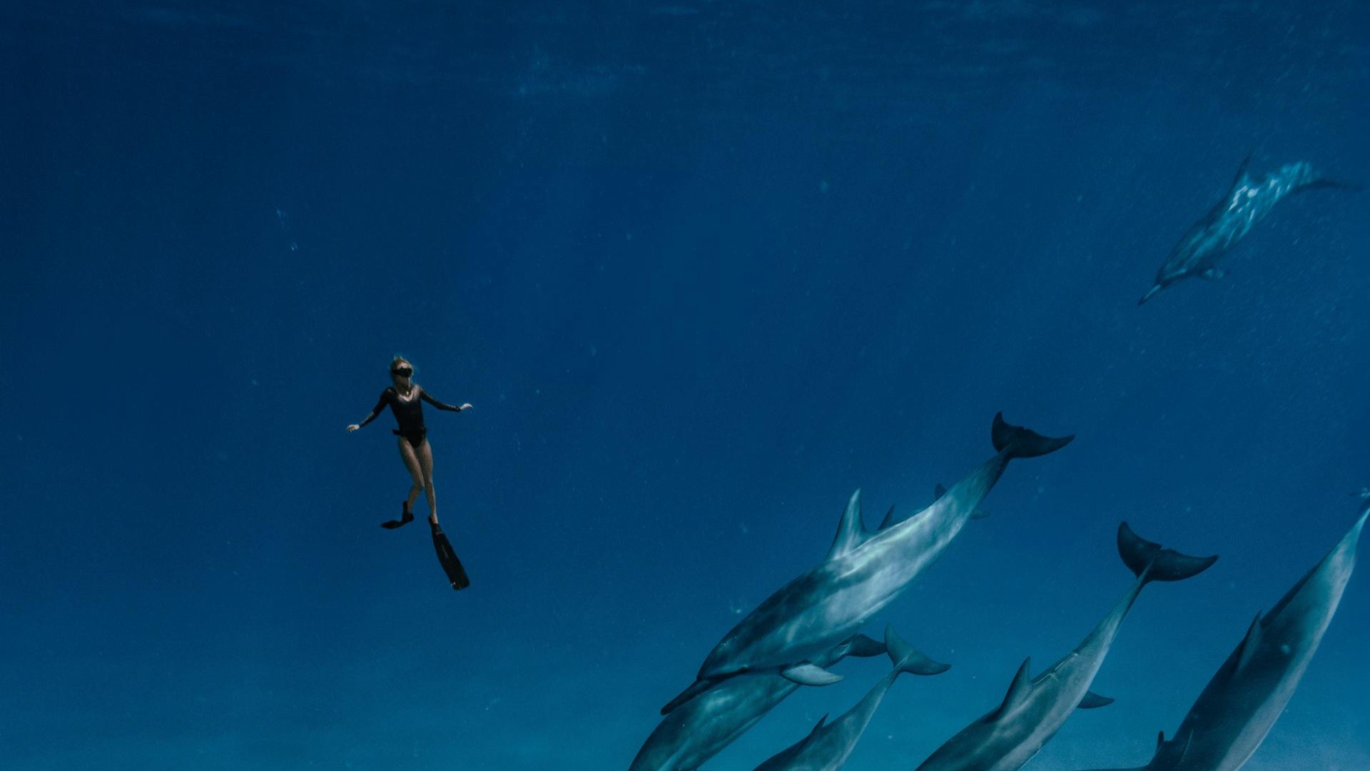 Aller s’amuser avec dauphins et baleines en Méditerranée !